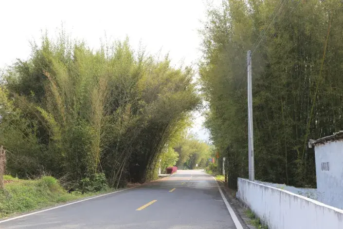 Přerostlé rostliny