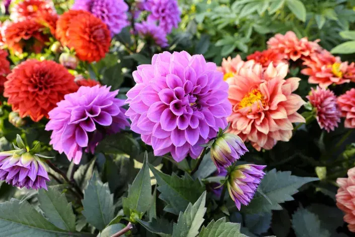 Jiřiny, slunečnice a floxy