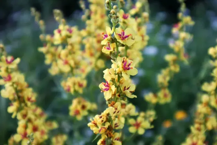 Divizna černá (Verbascum nigrum) Divizna černá (Verbascum nigrum)