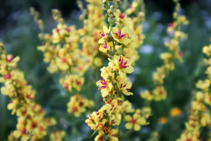 Divizna černá (Verbascum nigrum) 
