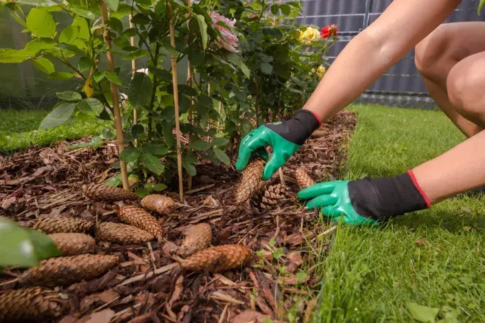 Šišky použijte k hnojení 