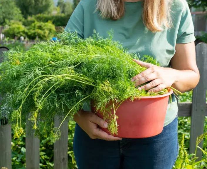 Kopr vonný (Anethum graveolens)