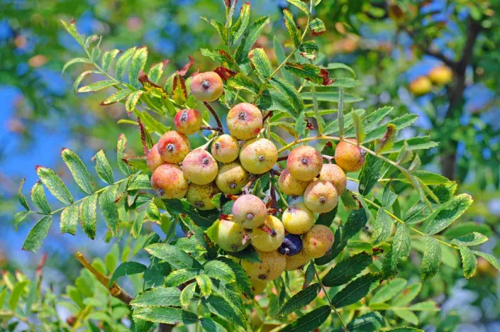 Jeřáb oskeruše (Sorbus domestica) 