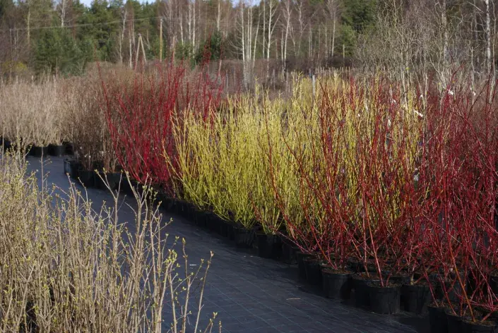 Svída dodá zahradě barvu Svída dodá zahradě barvu