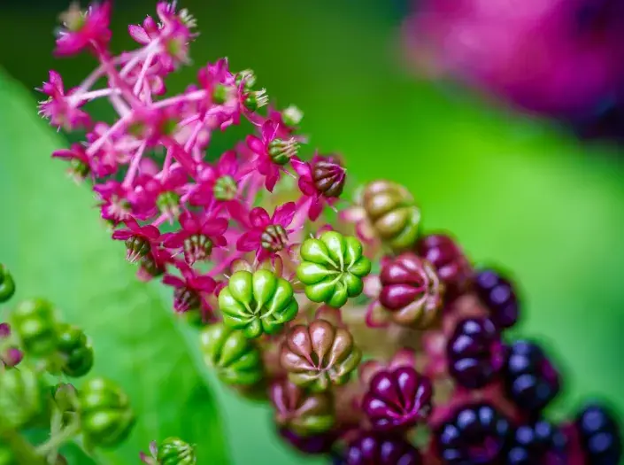 Líčídlo jedlé Líčídlo jedlé