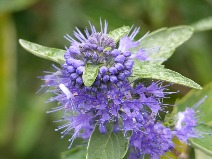 Ořechokřídlec clandonský (Caryopteris × clandonensis)  Ořechokřídlec clandonský (Caryopteris × clandonensis)
