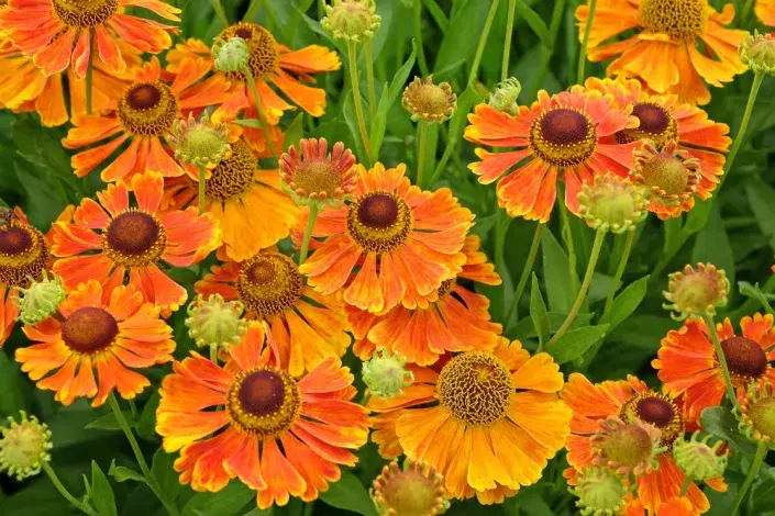 Záplevák (Helenium) 