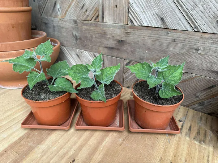 Mochyně peruánská (Physalis peruviana)