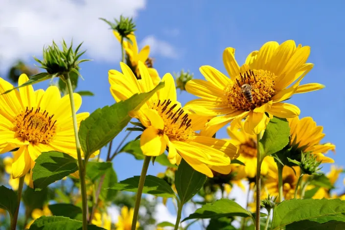 Slunečnice tenkolistá (Helianthus decapetalus) 