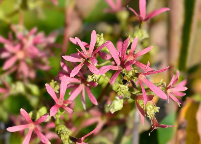 Sedmisyn jasmínovitý (Heptacodium miconioides) 