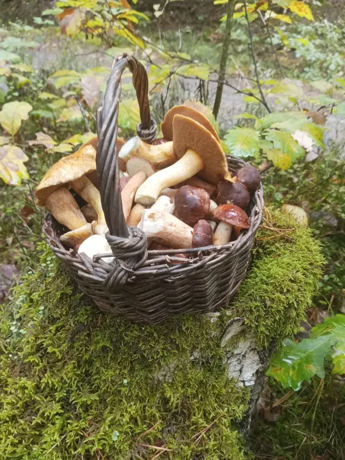Jedlé i nejedlé houby