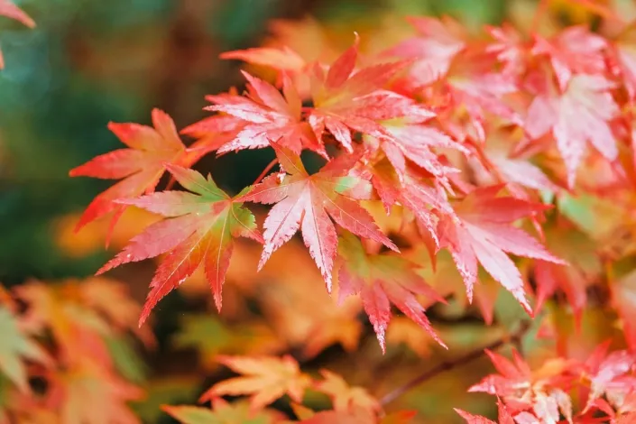 Javor dlanitolistý (Acer palmatum)