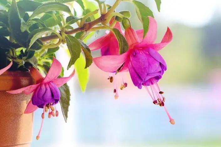 Fuchsie 