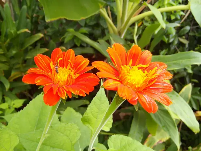 Titónie okrouhlolistá (Tithonia rotundifolia)