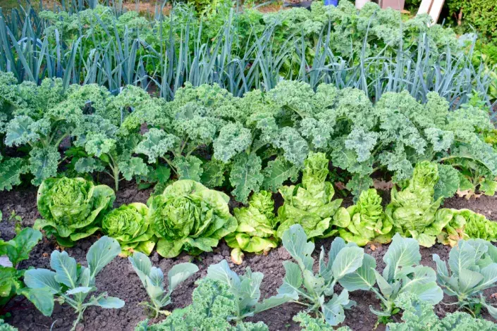 Zářijové výsevy Zářijové výsevy