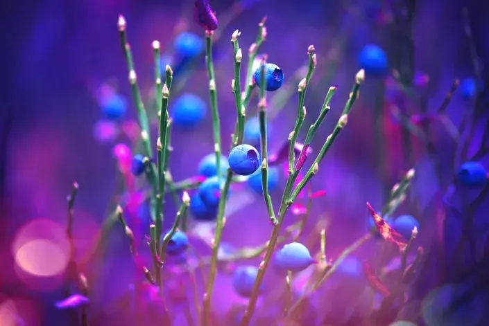 Borůvky na podzim Borůvky na podzim