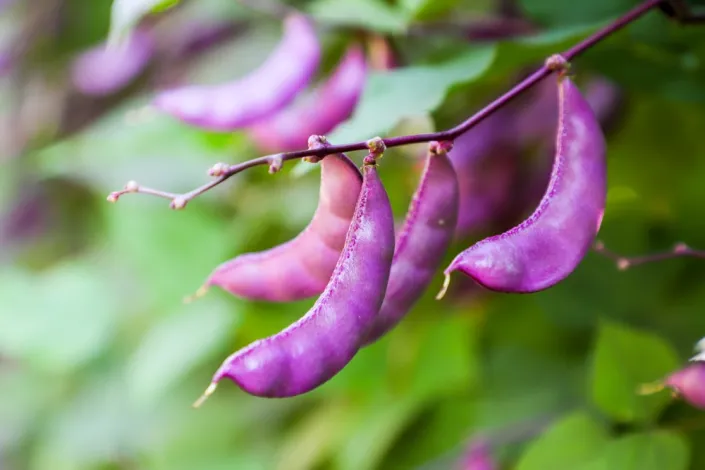 Lablab purpurový (Lablab purpureus)