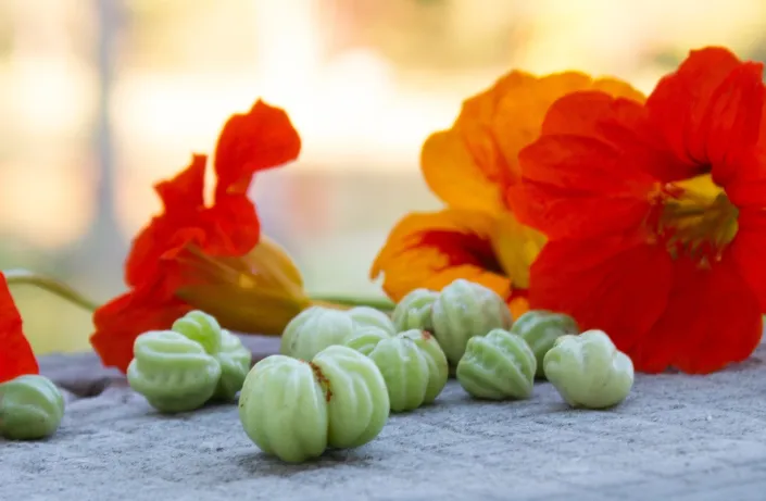 Lichořeřišnice větší (Tropaeolum majus L.) 