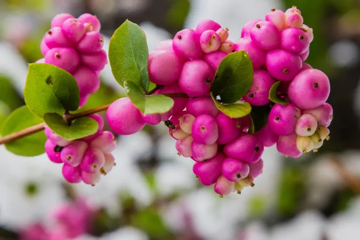 Pámelník červenoplodý (Symphoricarpos orbiculatus)