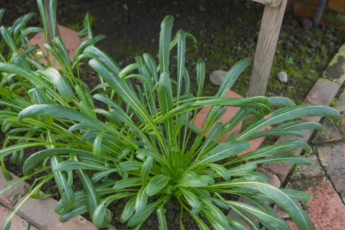 mibuna