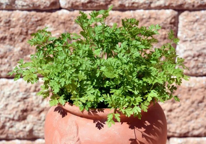 Kerblík setý neboli třebule (Anthriscus cerefolium) 