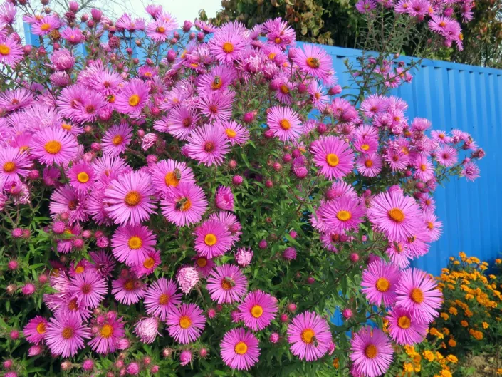 Hvězdnice novoanglická (Aster novae-angliae)