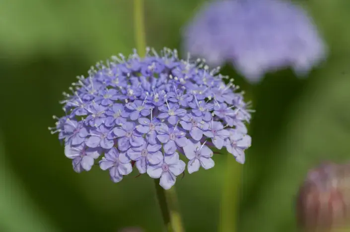 Drsnoplodec modrý Drsnoplodec modrý