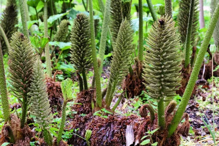 Barota čilská Barota čilská