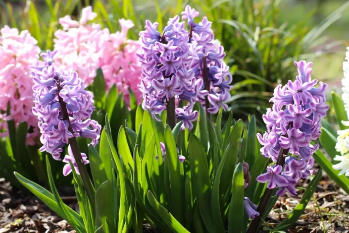 Hyacinty