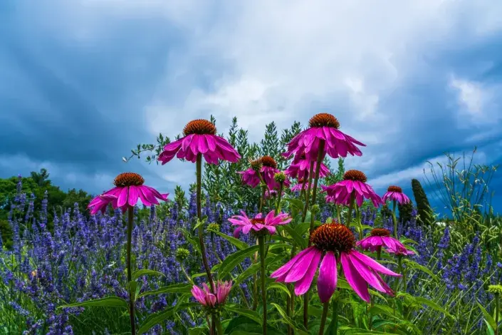 Zahradničení s méně vody 