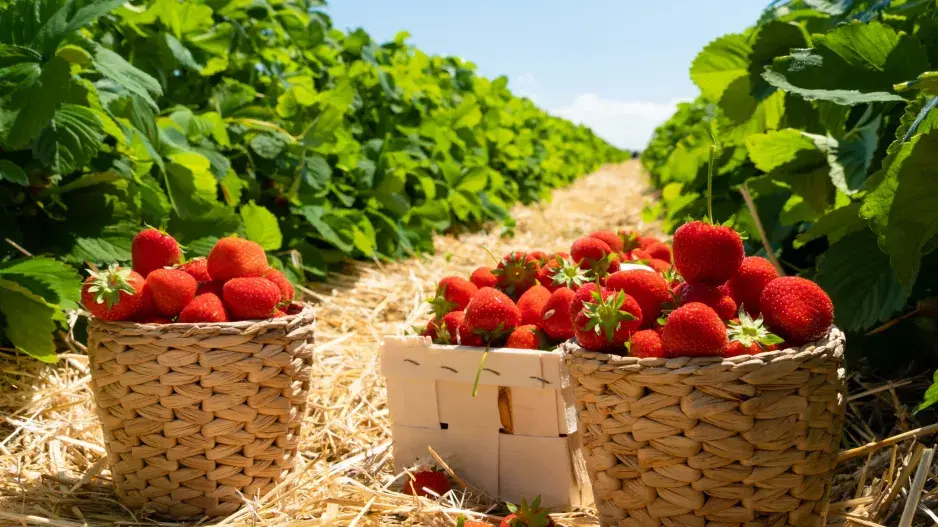 Překvapivé tipy na zazimování jahod: Jednu věc ale většina zahrádkářů dělá špatně
