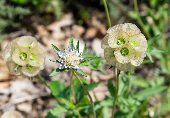 Hlaváč hvězdicovitý (Scabiosa stellata) 