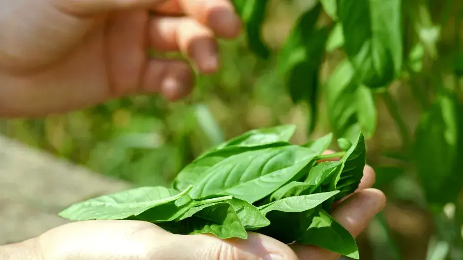 Trik s bazalkou, který zná málokdo: Stačí jeden krok a budete ji sklízet celou zimu