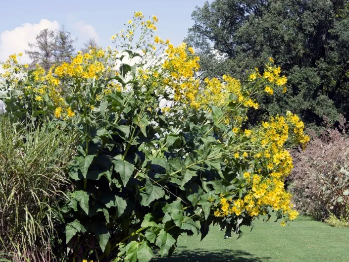 Mužák prorostlý (Silphium perfoliatum) 