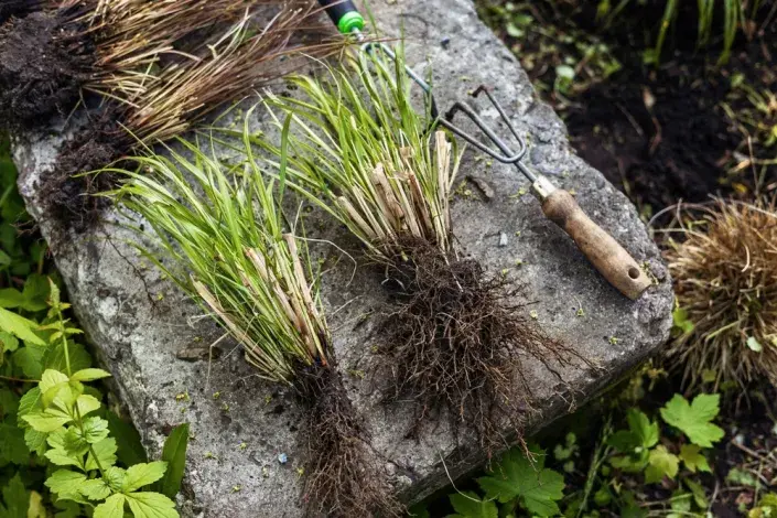 Dělení trvalek Dělení trvalek