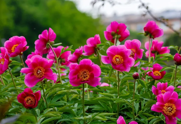 Pivoňka (Paeonia)