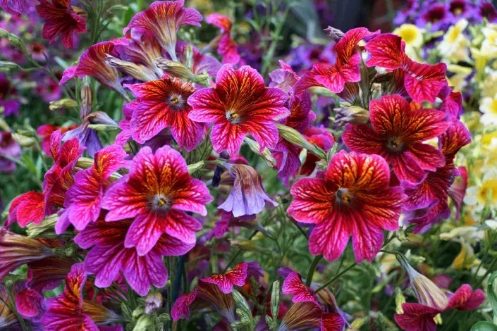 Jazylka chobotnatá Jazylka chobotnatá