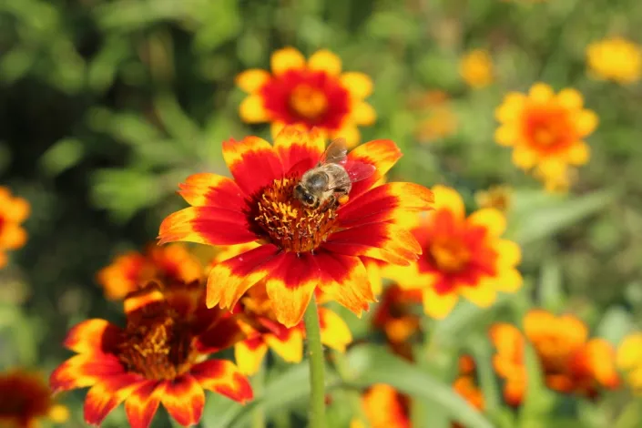 Ostálka Haageova (Zinnia haageana) 