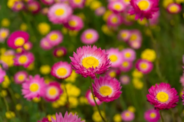 Smilek růžový, nesmrtelka (Helipterum roseum)