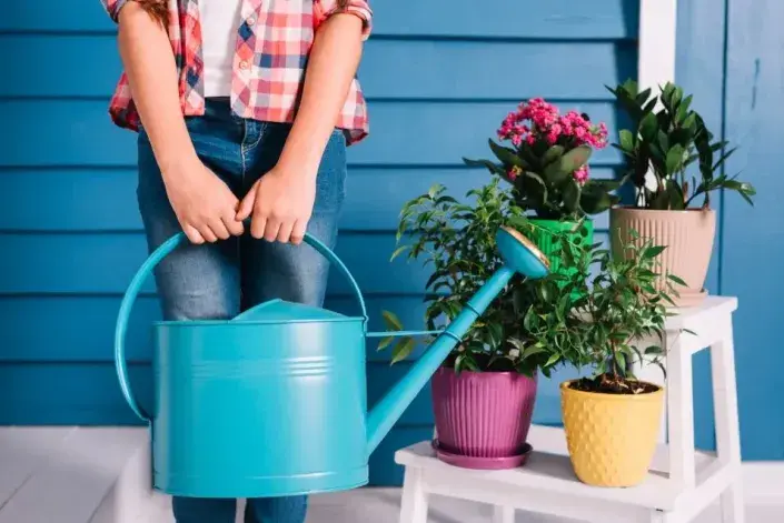 Zalévání pokojovek Zalévání pokojovek