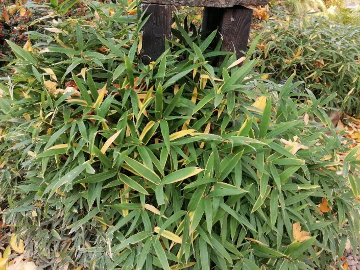 Méně známý zakrslý bambus Méně známý zakrslý bambus