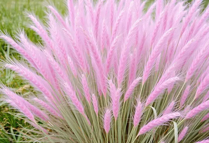 Wow efekt zaručen! Tráva, která vypadá jako růžový oblak, si získává svět Wow efekt zaručen! Tráva, která vypadá jako růžový oblak, si získává svět