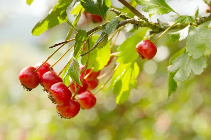 Hloh obecný (Crataegus laevigata) 