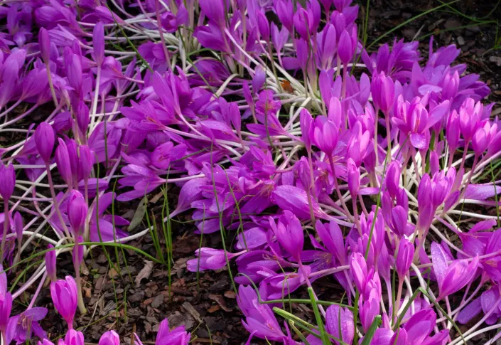ocún byzantský (Colchicum byzantinum)