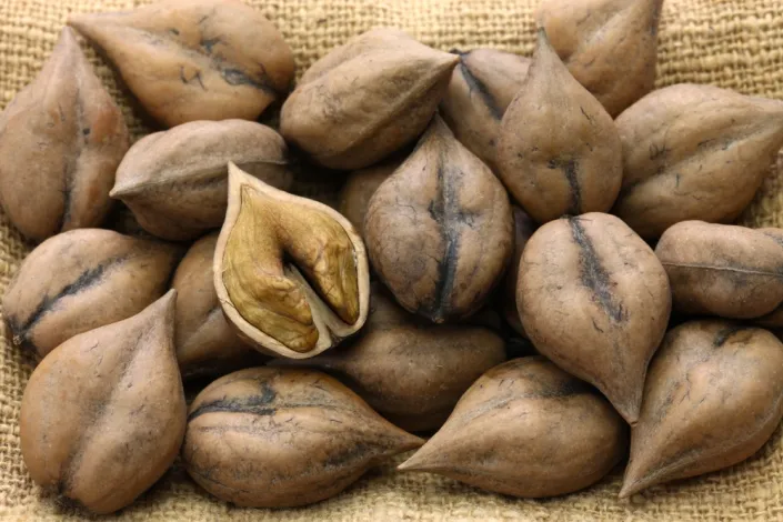 Ořešák japonský (Juglans ailantifolia)