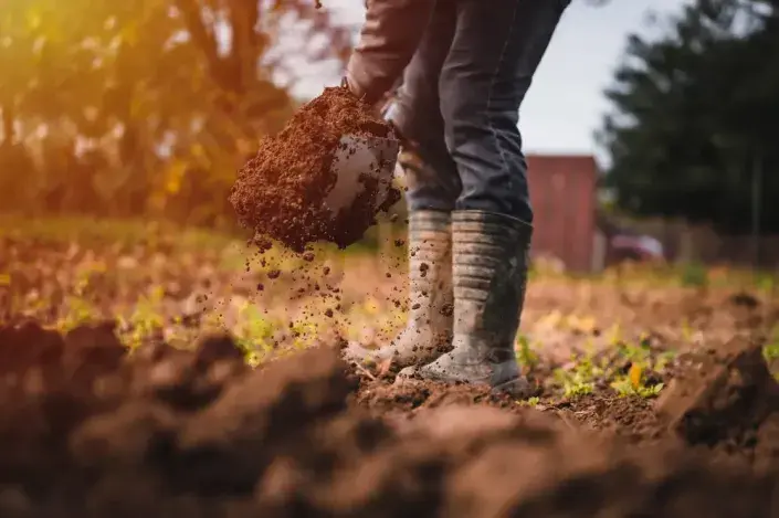 Rytí záhonů na podzim Rytí záhonů na podzim