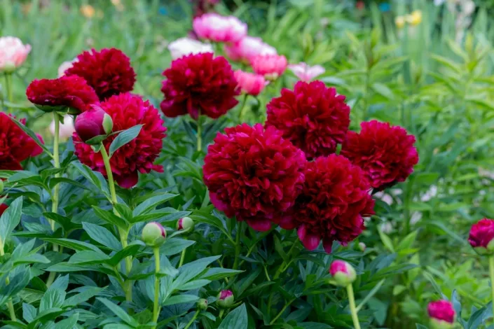 Pivoňka (Paeonia)