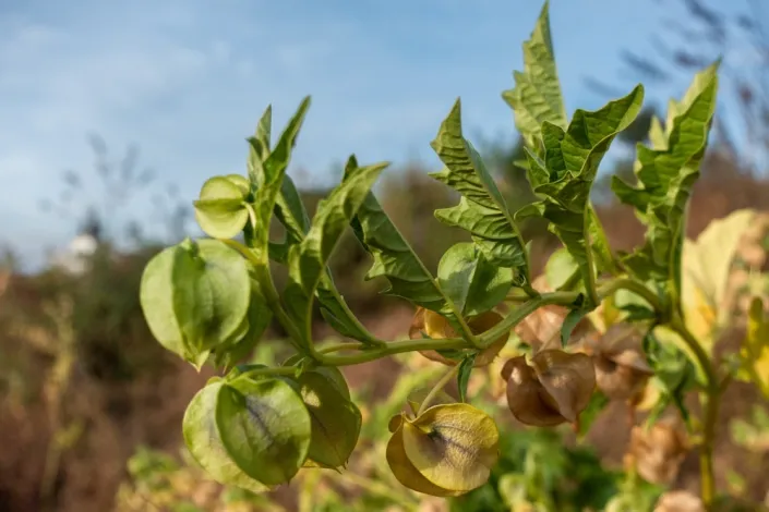 Lilík mochyňovitý (Nicandra physalodes) 