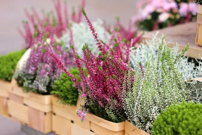 Vřes obecný (Calluna vulgaris) 