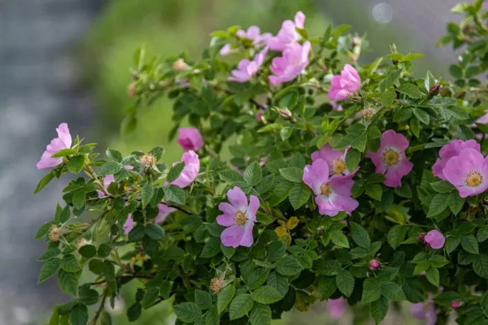 Růže dužnoplodá (Rosa villosa)